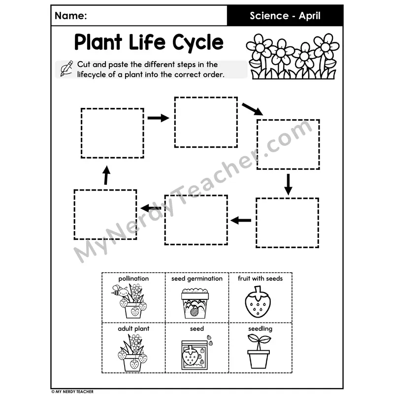 Plant Life Cycle Cut and Paste — Sequence the 6 Stages