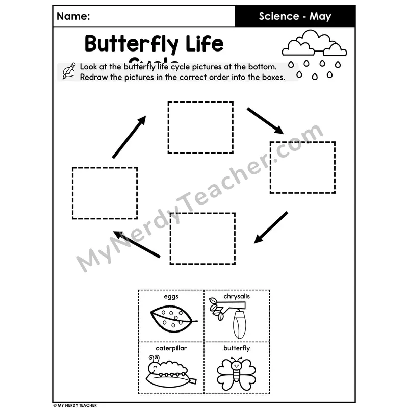 Butterfly Life Cycle Worksheet — Redraw the 4 Stages in Order