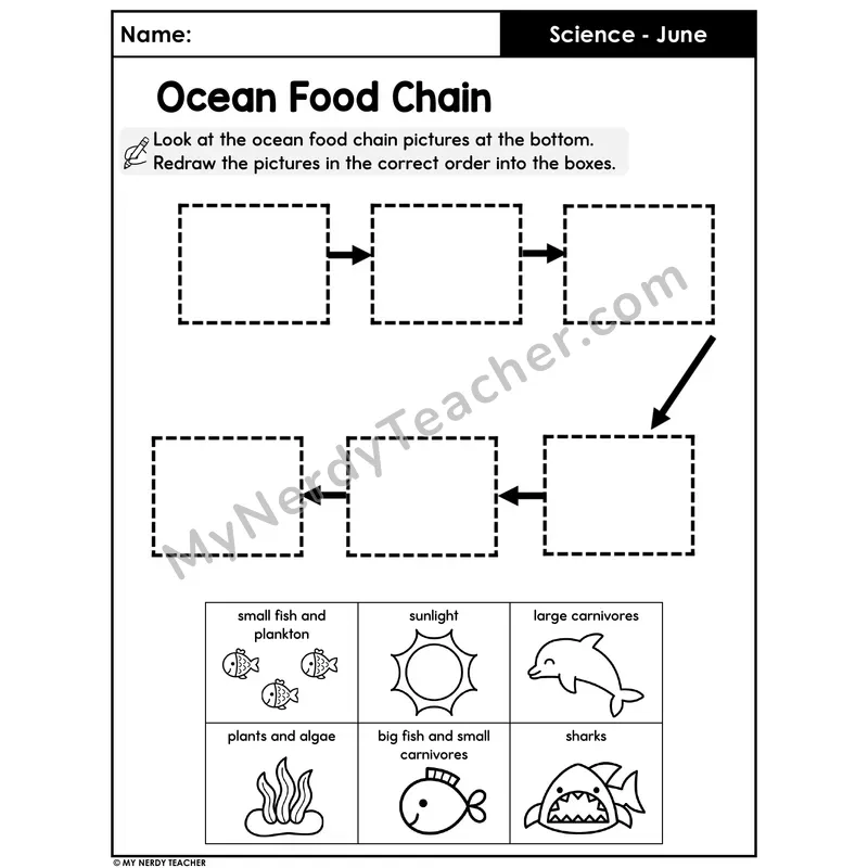 Ocean Food Chain Worksheet — Sequence the 6 Stages